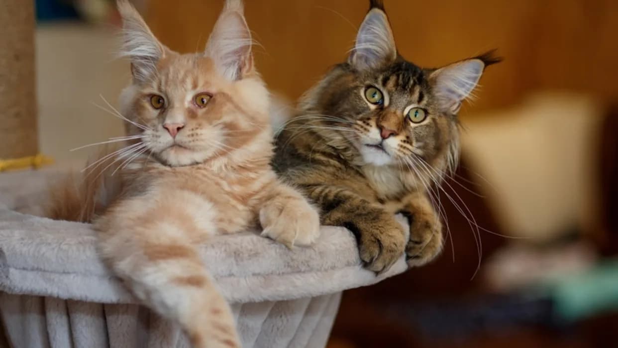 Adopt a Maine Coon Cat in Sacramento – Home-Raised &amp; Loving