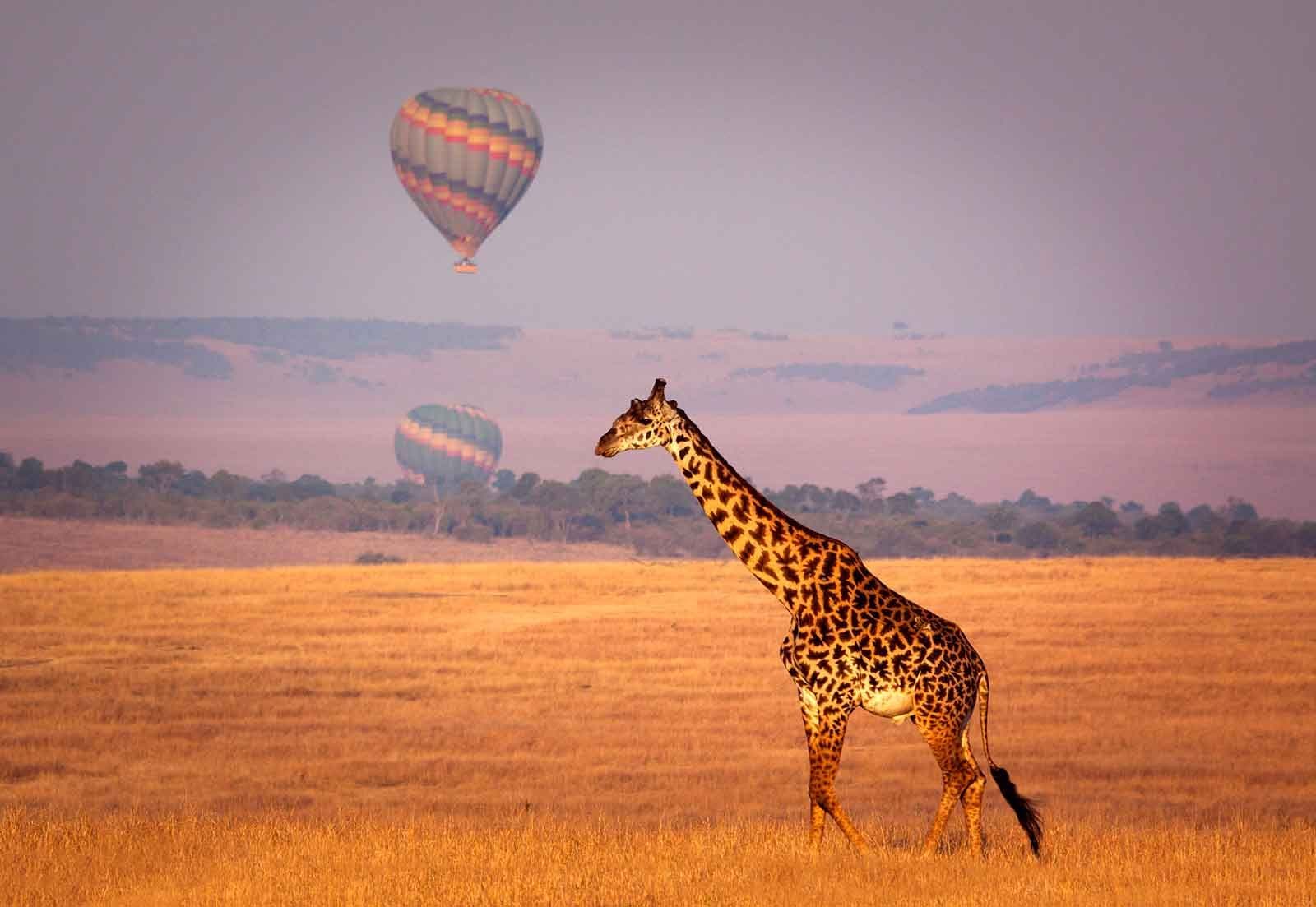 Witness the Big Five on a Thrilling Tanzania Safari