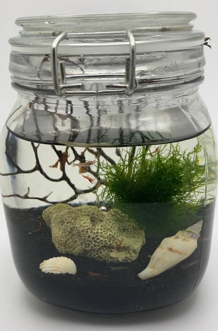 Wholesale opae ula for Self-Sustaining Ecosystem Kits