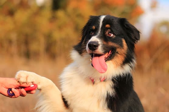 Dog Board and Train Chicago: Transform Your Dog’s Behavior with Expert Care