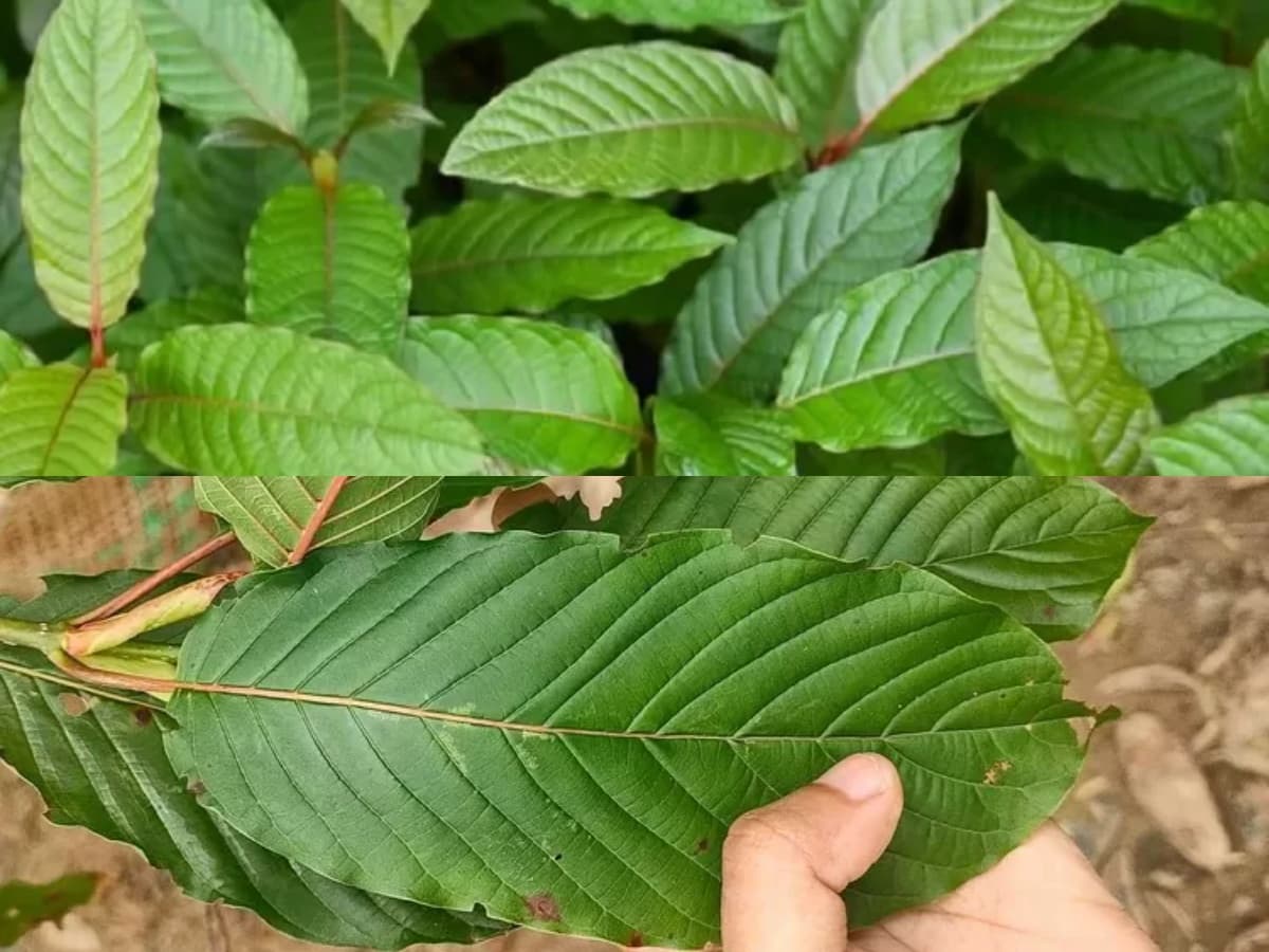 Buy Kratom Tea Chiang Mai Online or In-Store at Popup CNX