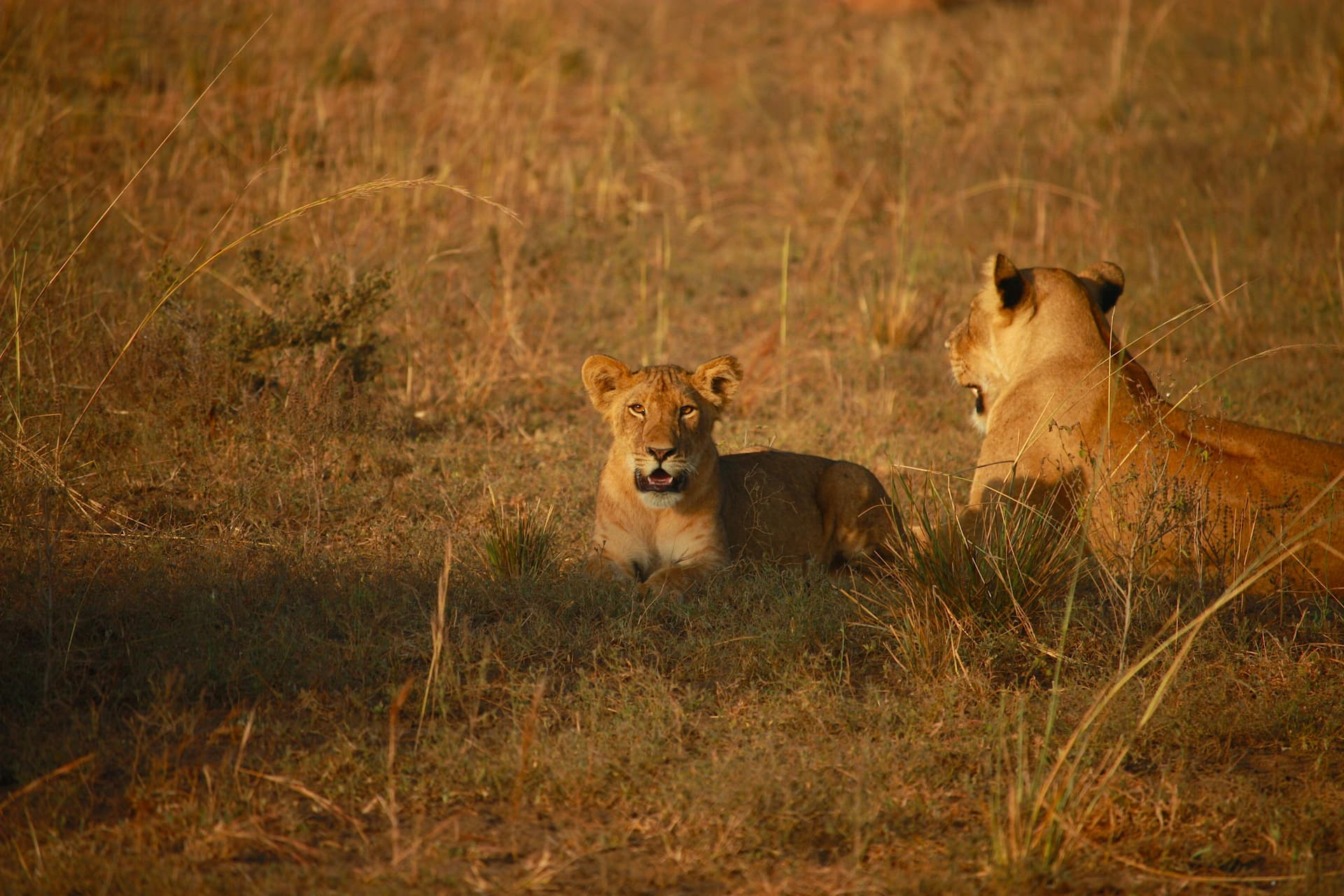 Kenya Tanzania Safari Tours with Luxury Lodges &amp; Camps