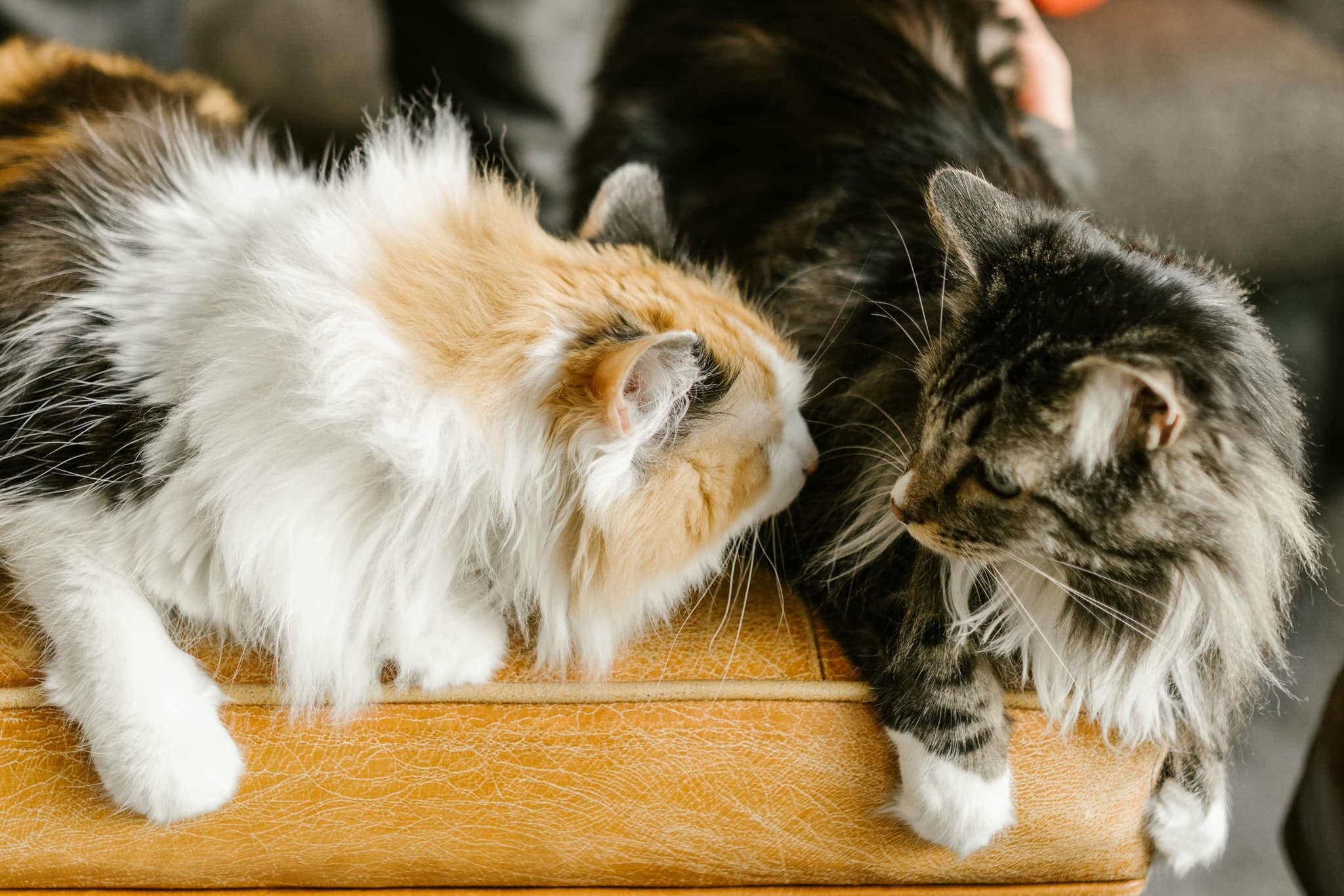 Affectionate Coon Cats for Sale – Raised with Love in California