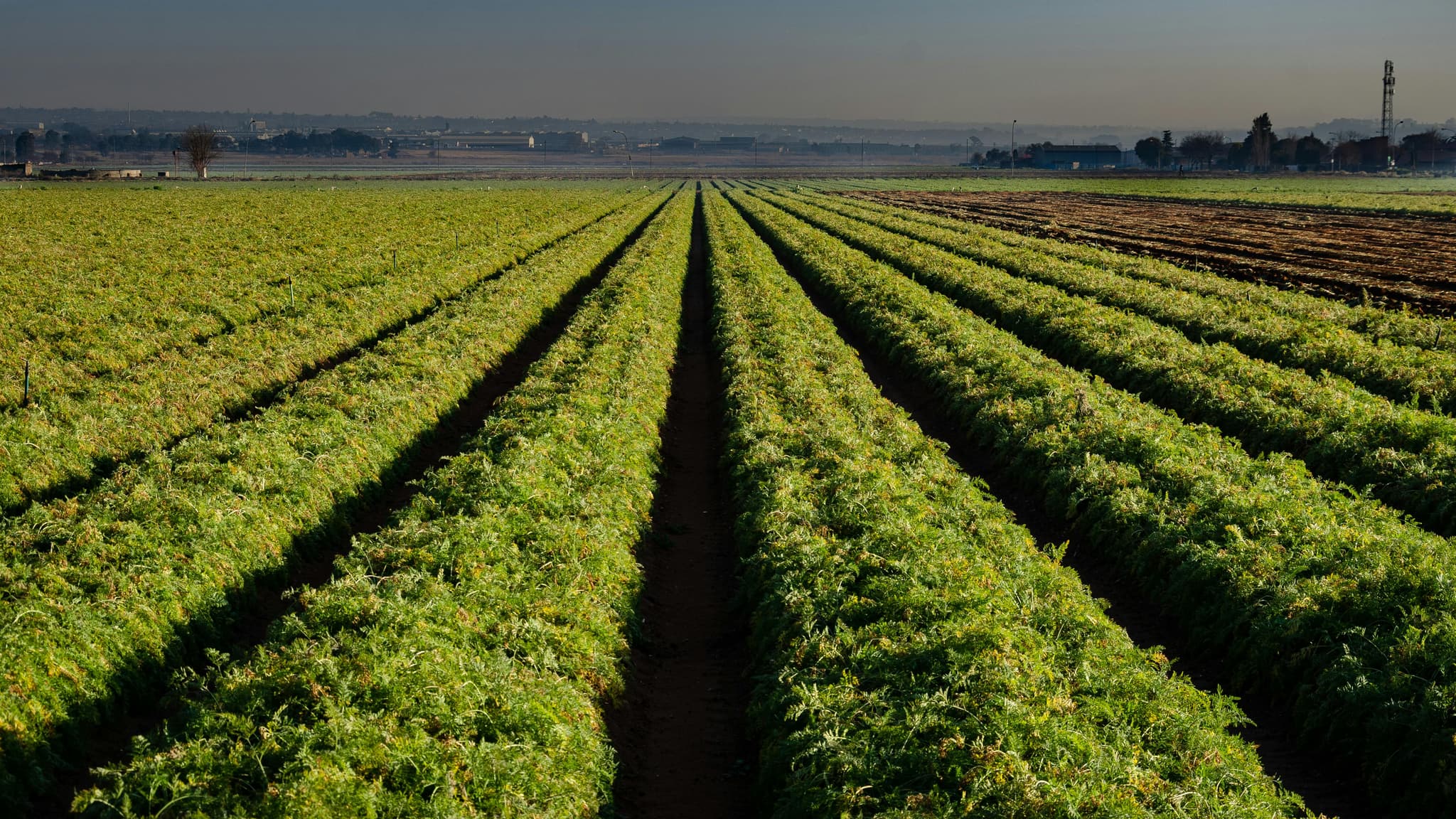 The Ultimate Guide to Wine Tasting in Clarksburg CA