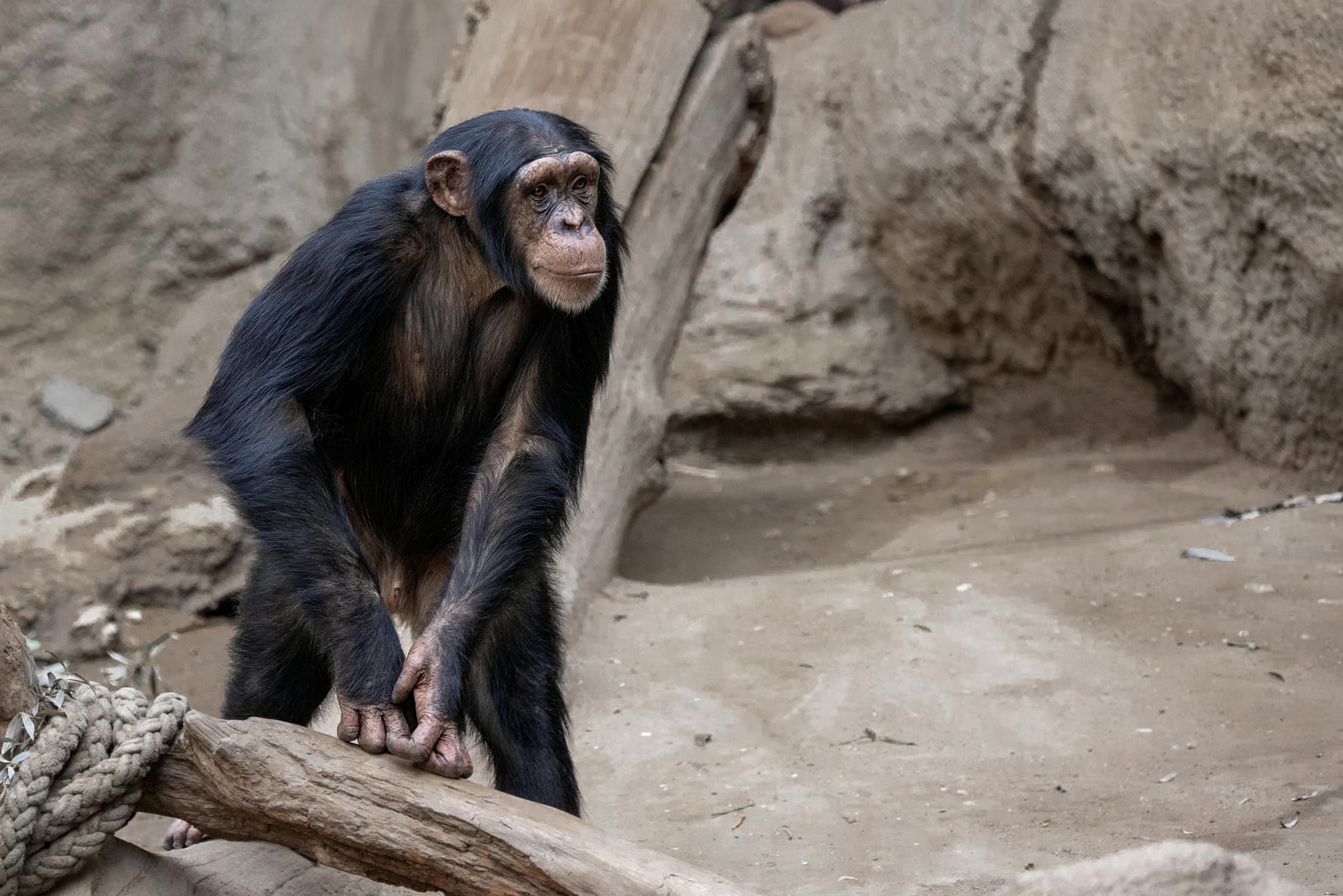 Discover Africa’s Hidden Wonders with Guided Chimpanzee Trekking Tours
