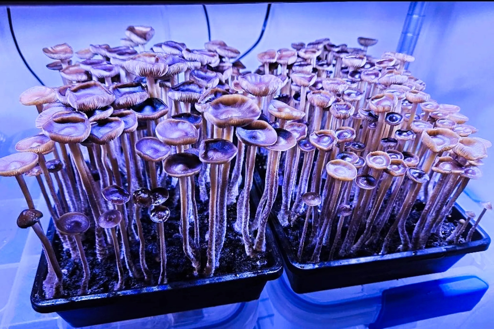 Shop at Bud Cargo for High-Quality Cannabis Products Including the Powerful albino penis envy