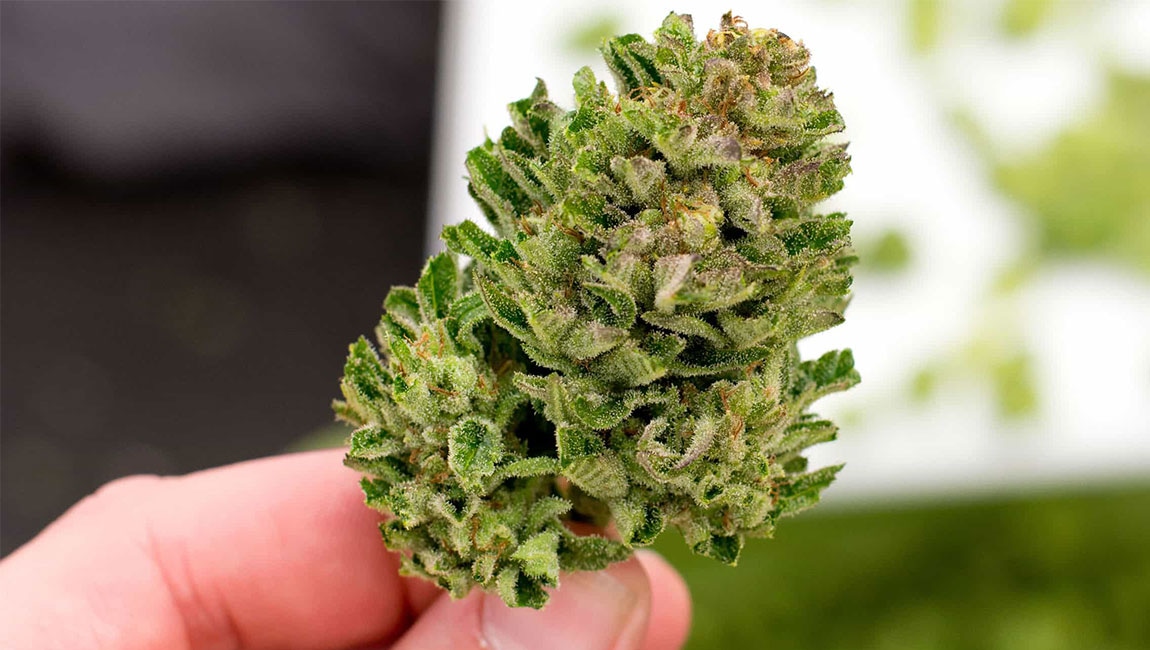 CBD small buds supplier profesional para grow shops, estancos y distribuidores en España