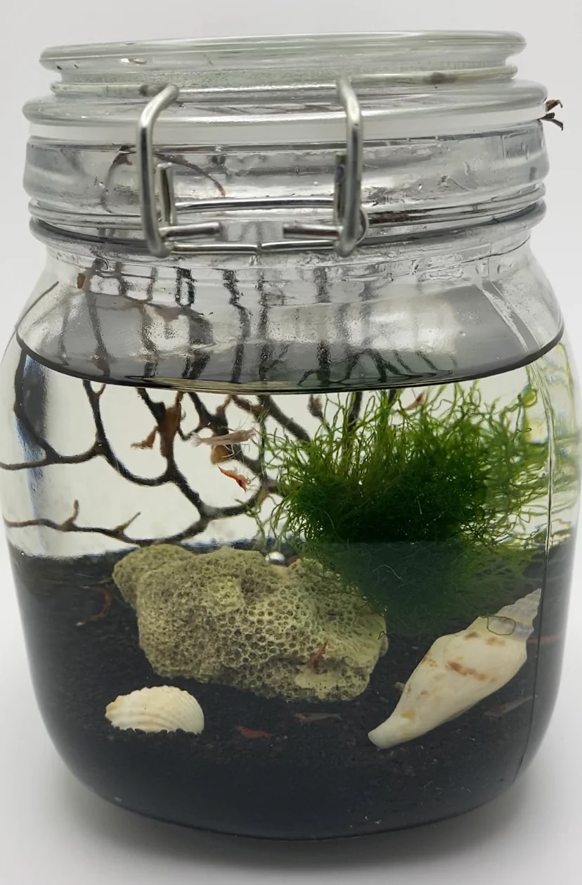 Wholesale opae ula for Self-Sustaining Ecosystem Kits