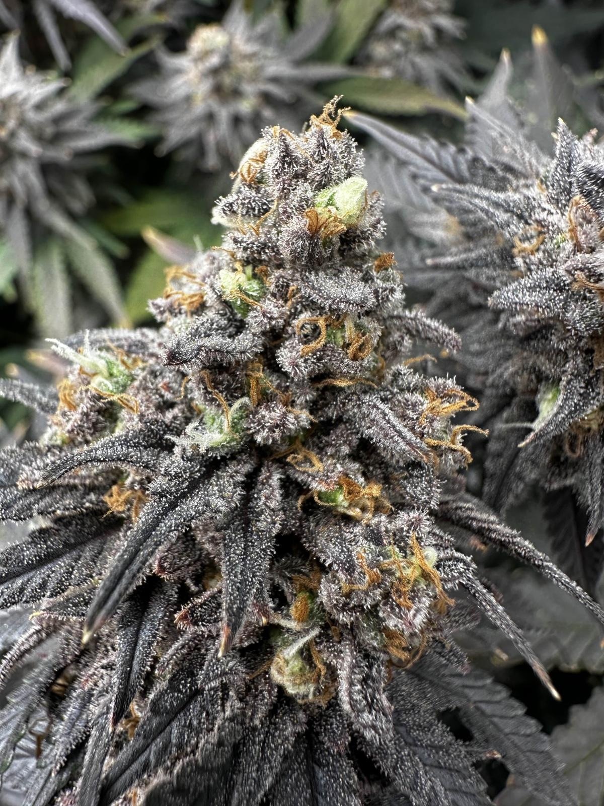 Seriöser Cannabis Club Hamburg – Blütenbande e.V.