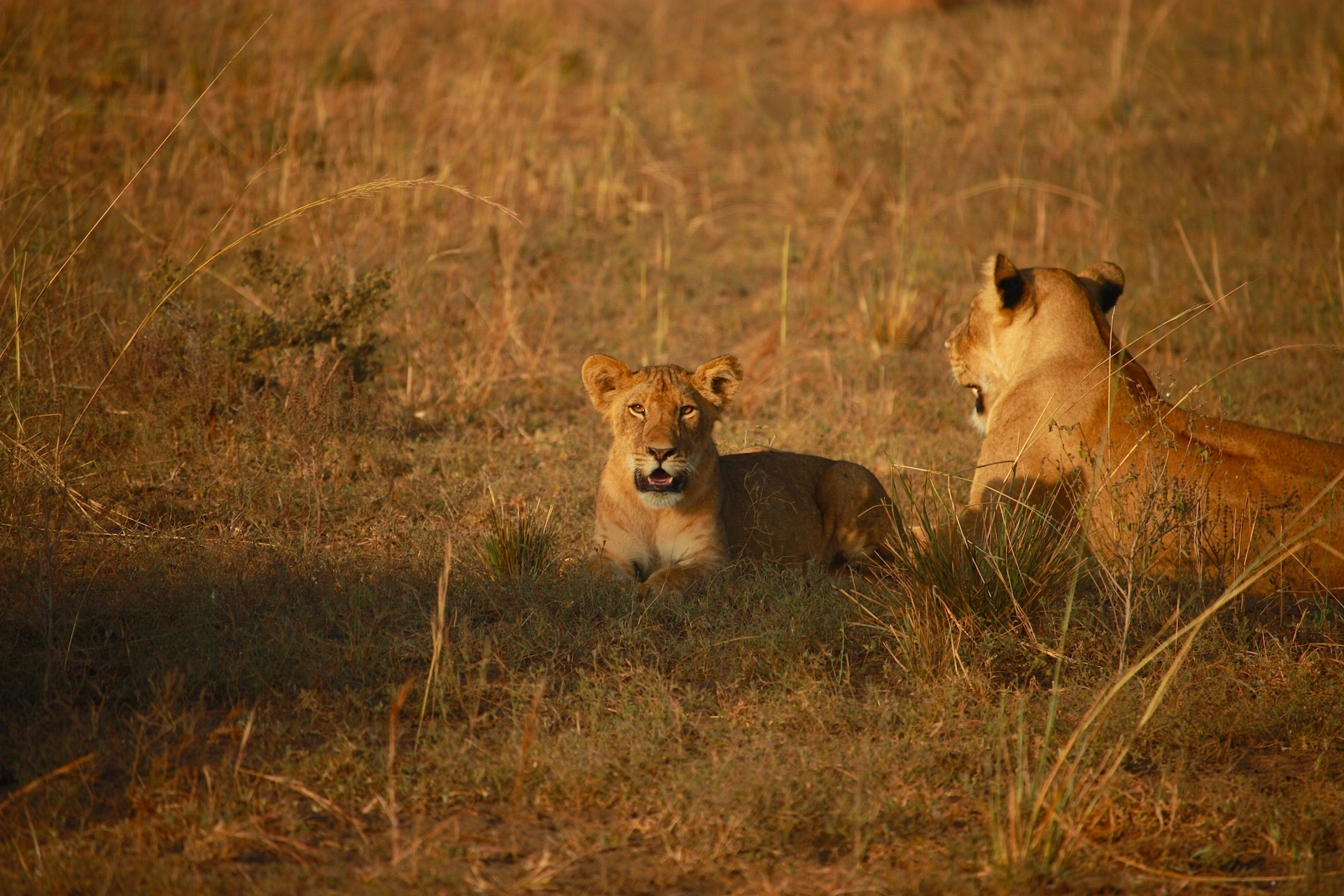 Kenya Tanzania Safari Tours with Luxury Lodges & Camps