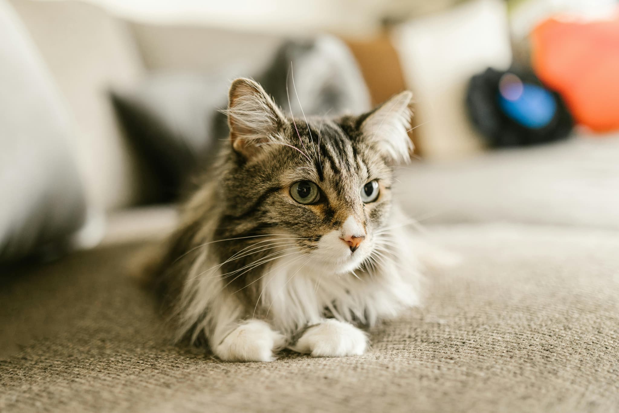 Maine Coon Cats for Sale – Stunning Coats & Sweet Personalities