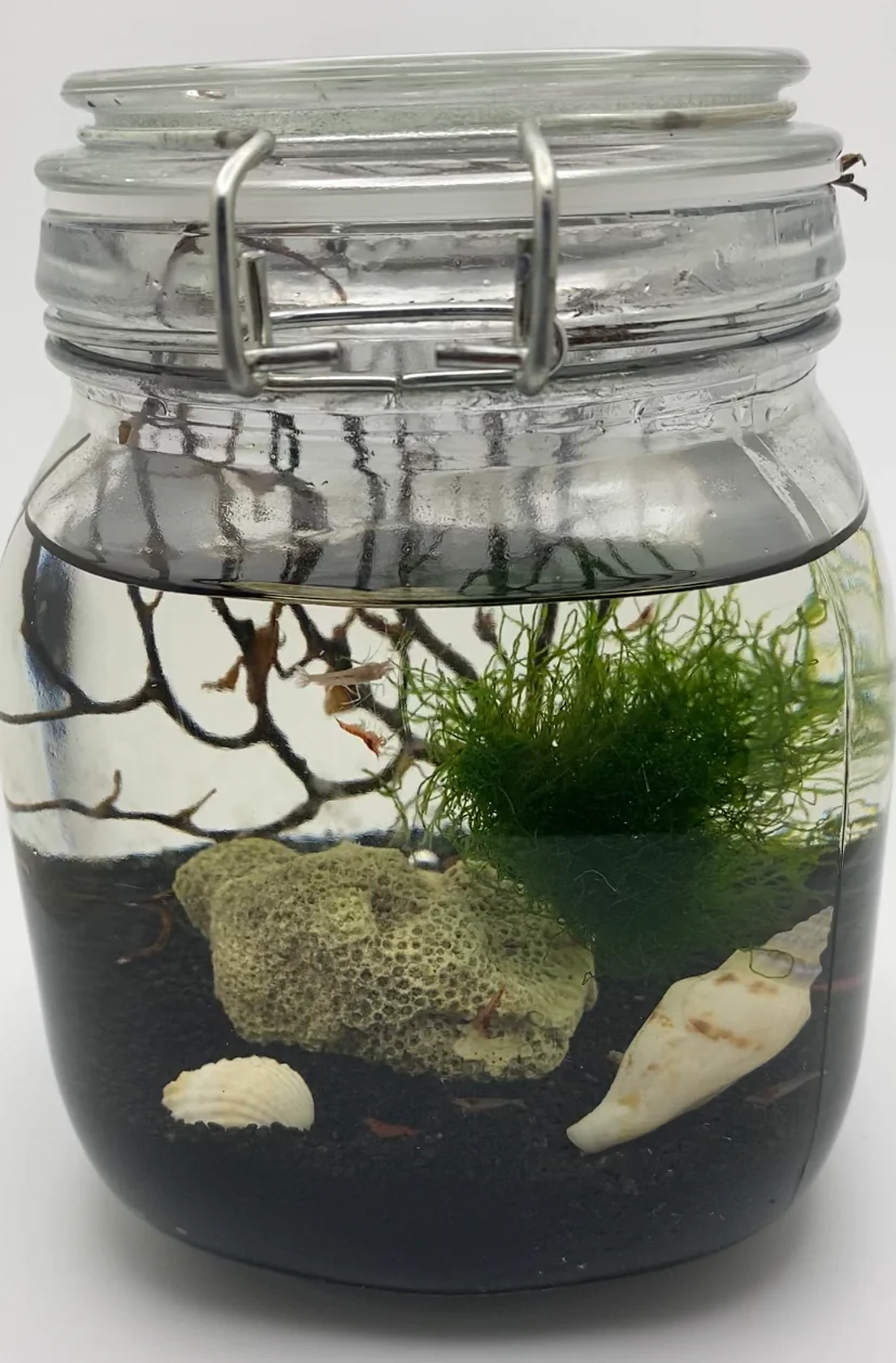 Wholesale opae ula for Self-Sustaining Ecosystem Kits