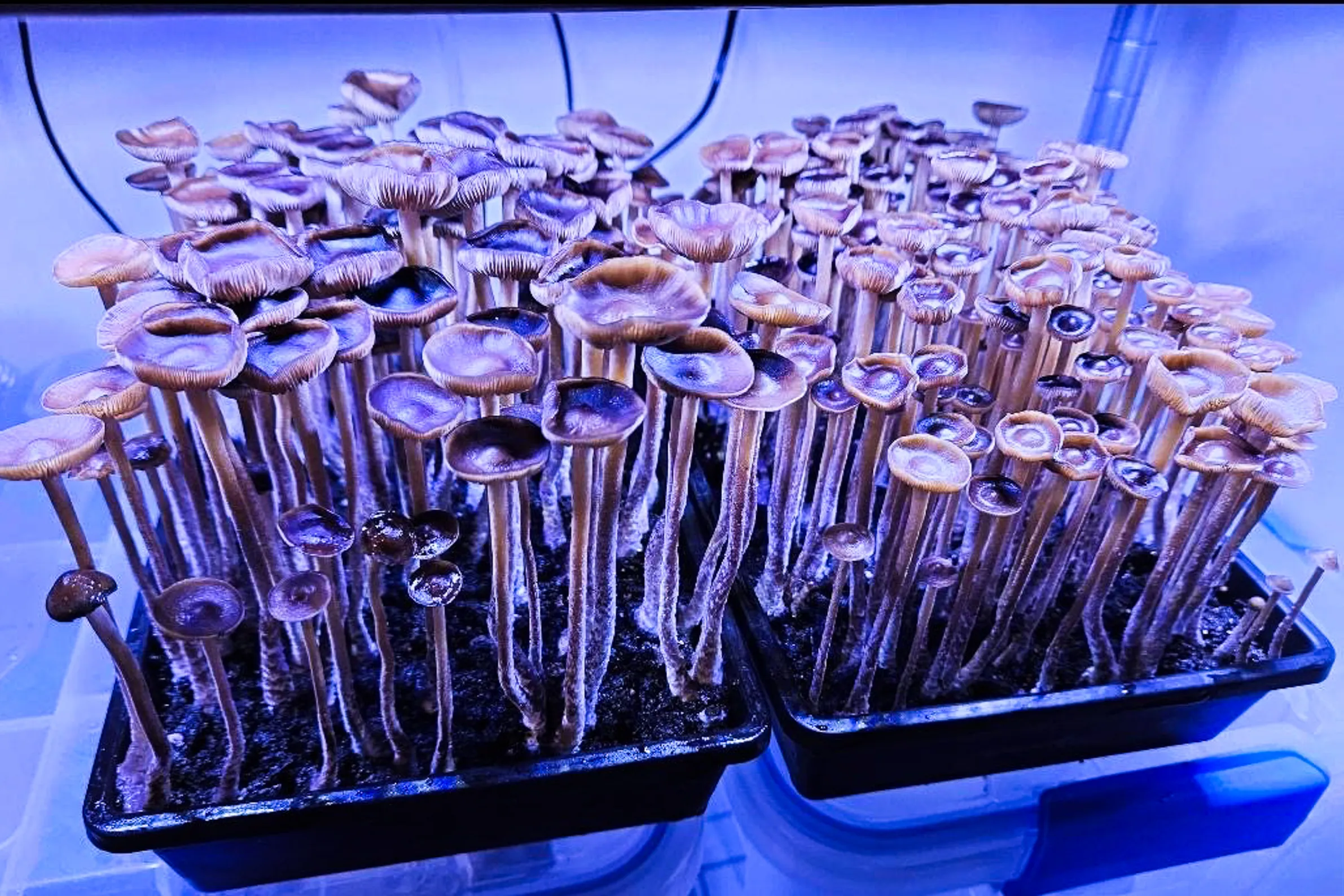 Shop at Bud Cargo for High-Quality Cannabis Products Including the Powerful albino penis envy