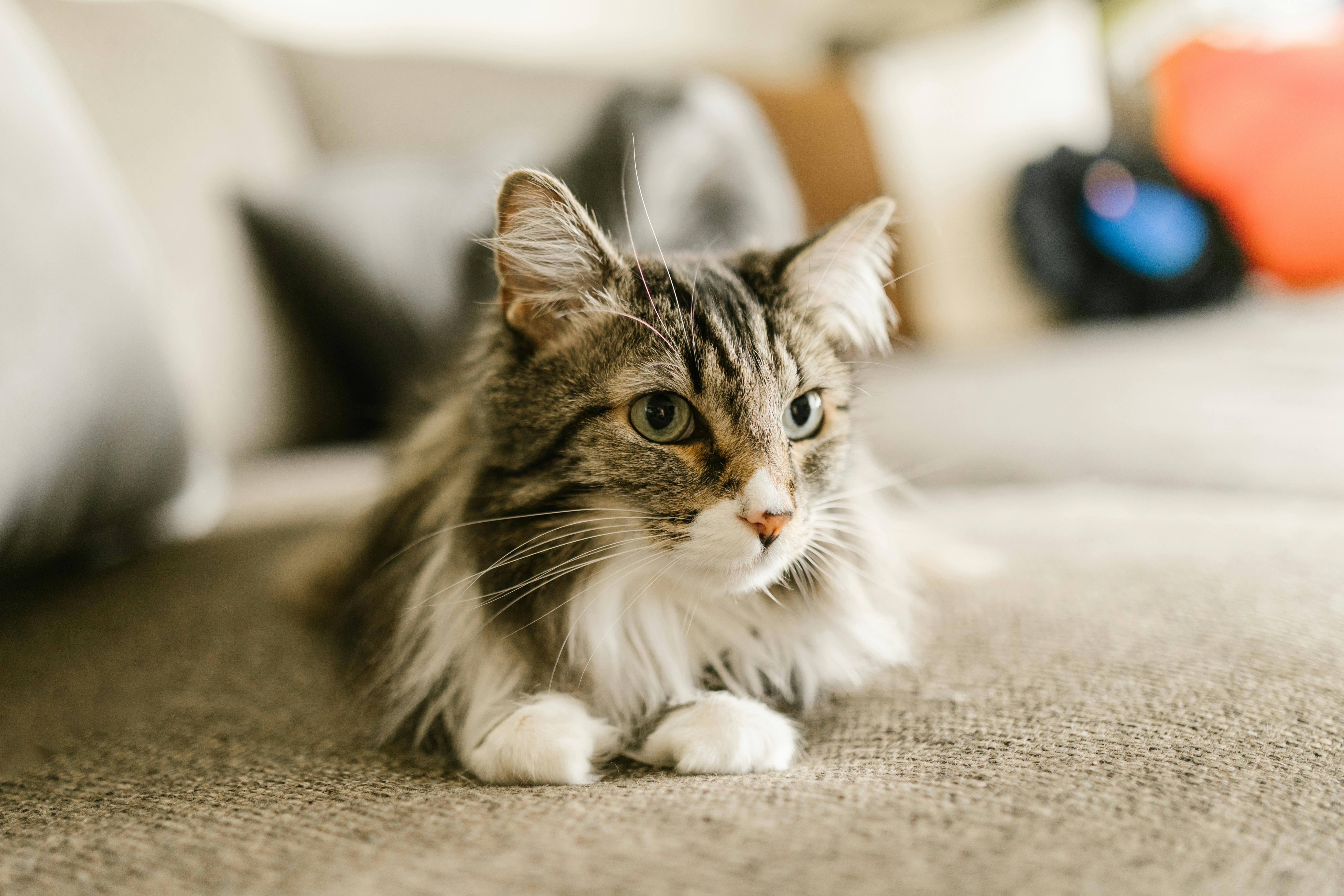 Maine Coon Cats for Sale – Stunning Coats & Sweet Personalities