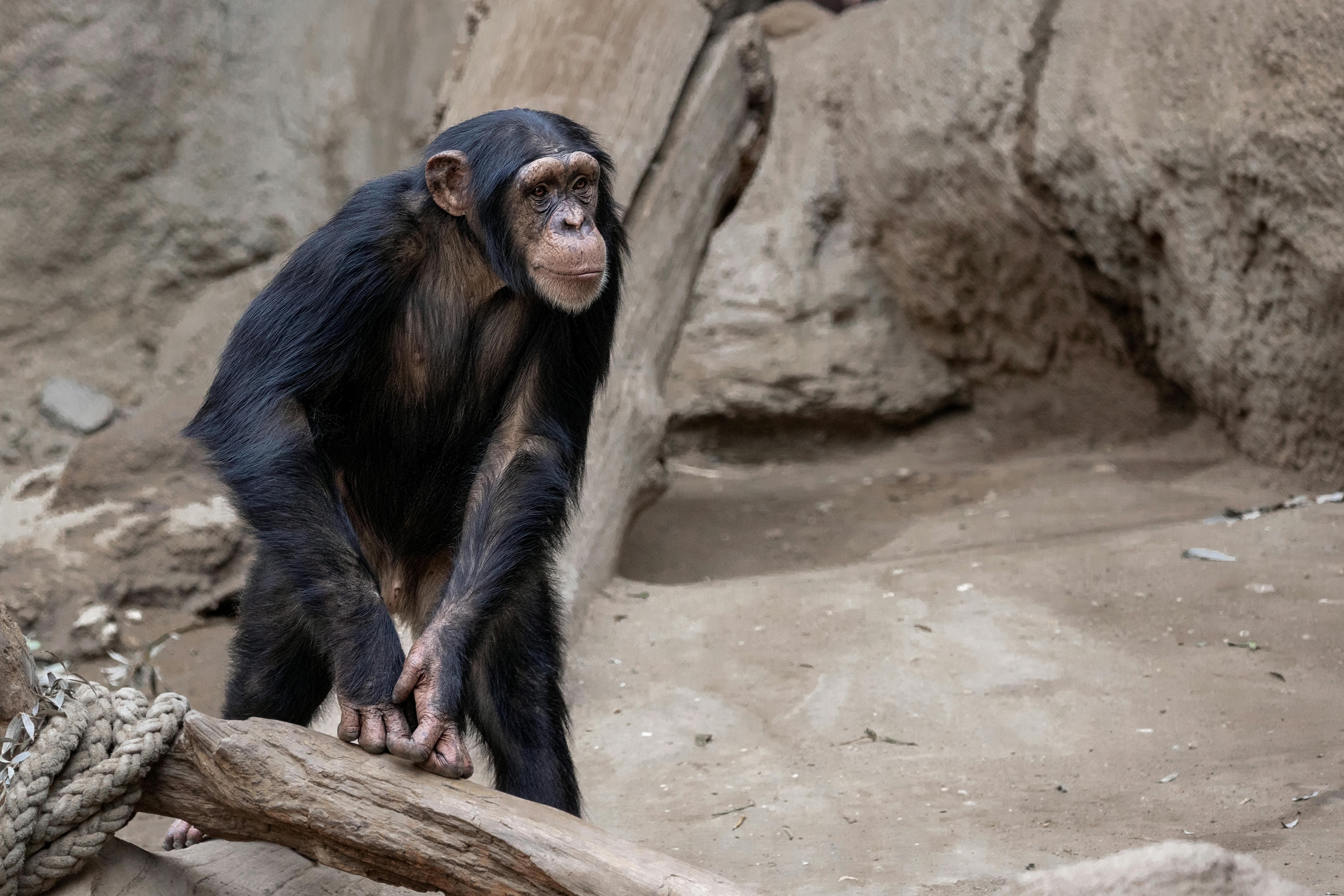 Discover Africa’s Hidden Wonders with Guided Chimpanzee Trekking Tours