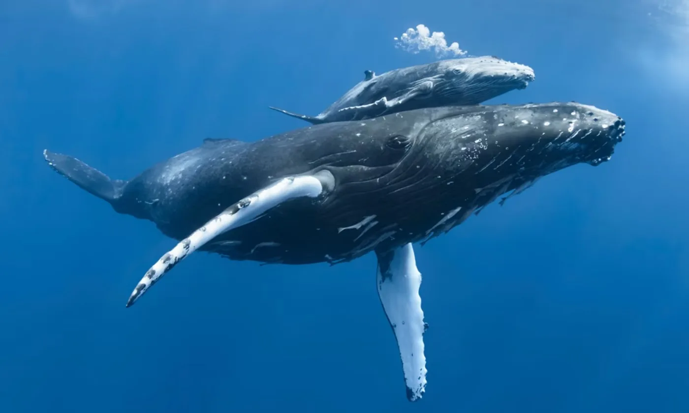 Legal Waves of Change: A-LAW with marianthi baklava Advancing Whale Recognition