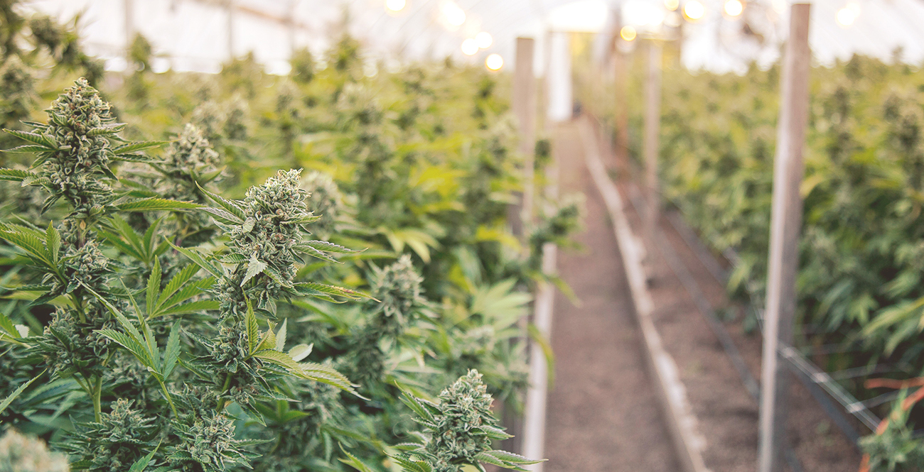 Chocolate Edibles 1000mg – Indulge in Miami Rave’s Potent and Delicious Creations