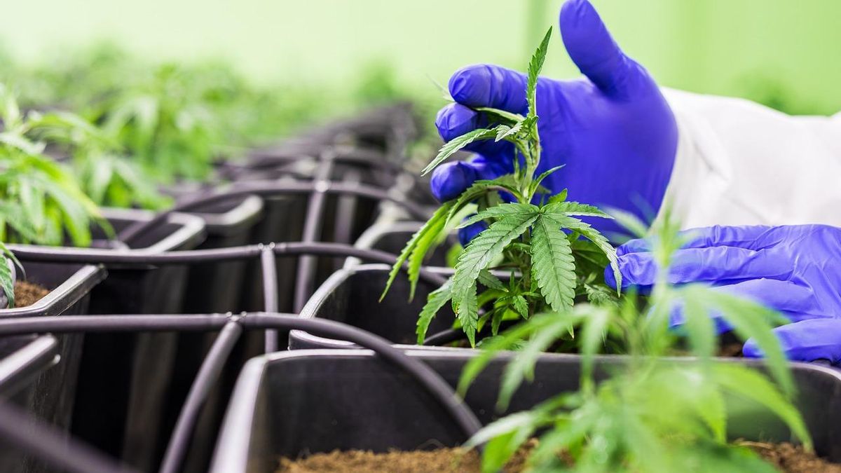 Your Guide to CBD Products in Madrid: Quality and Legality Explained