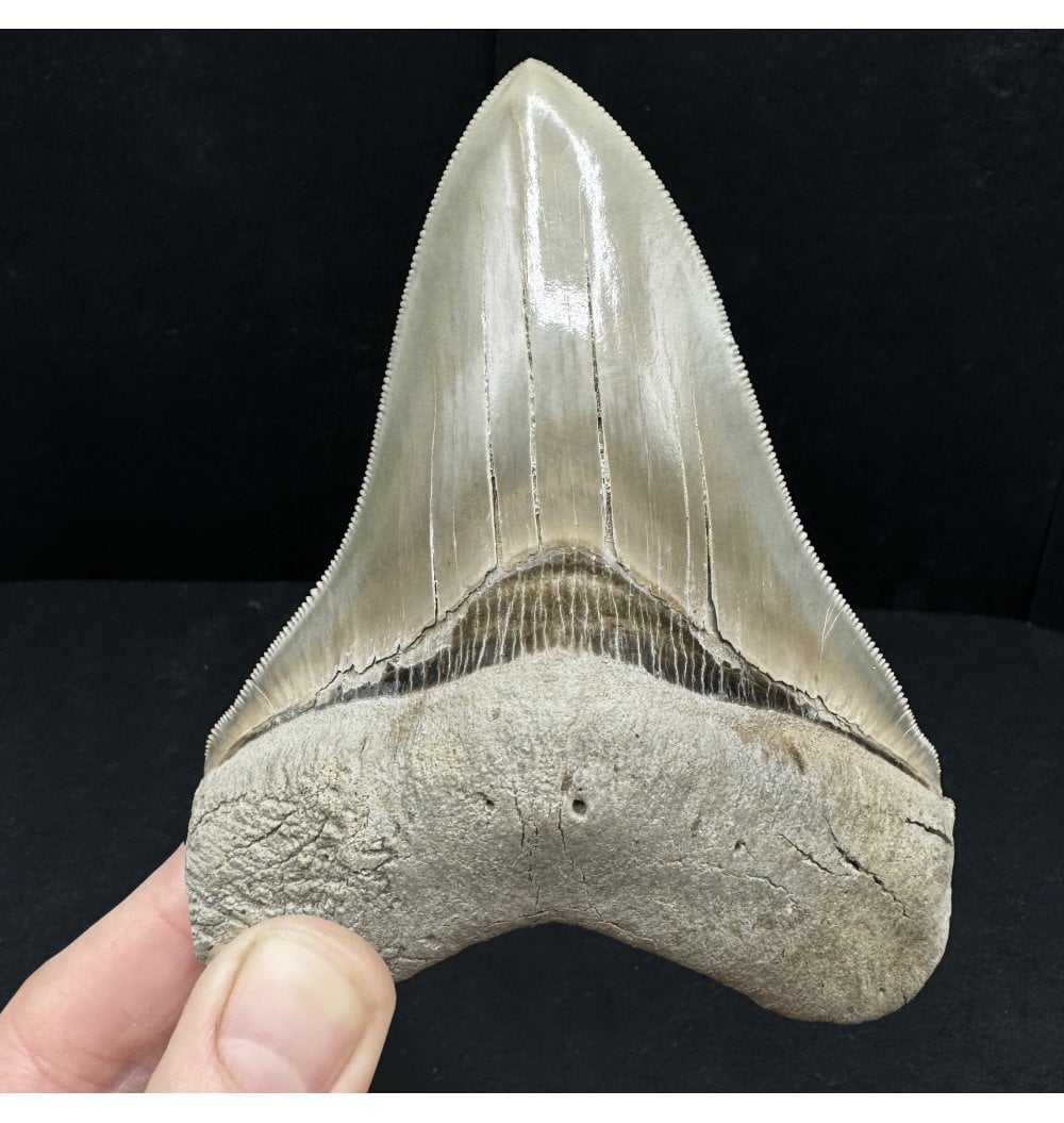 DISPLAYING YOUR AUTHENTIC MEGALODON TEETH IN STYLE