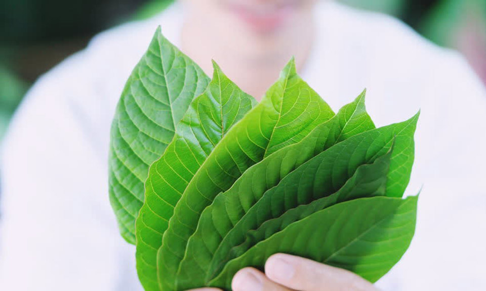 Kratom Chiang Mai: Top Products Reviewed