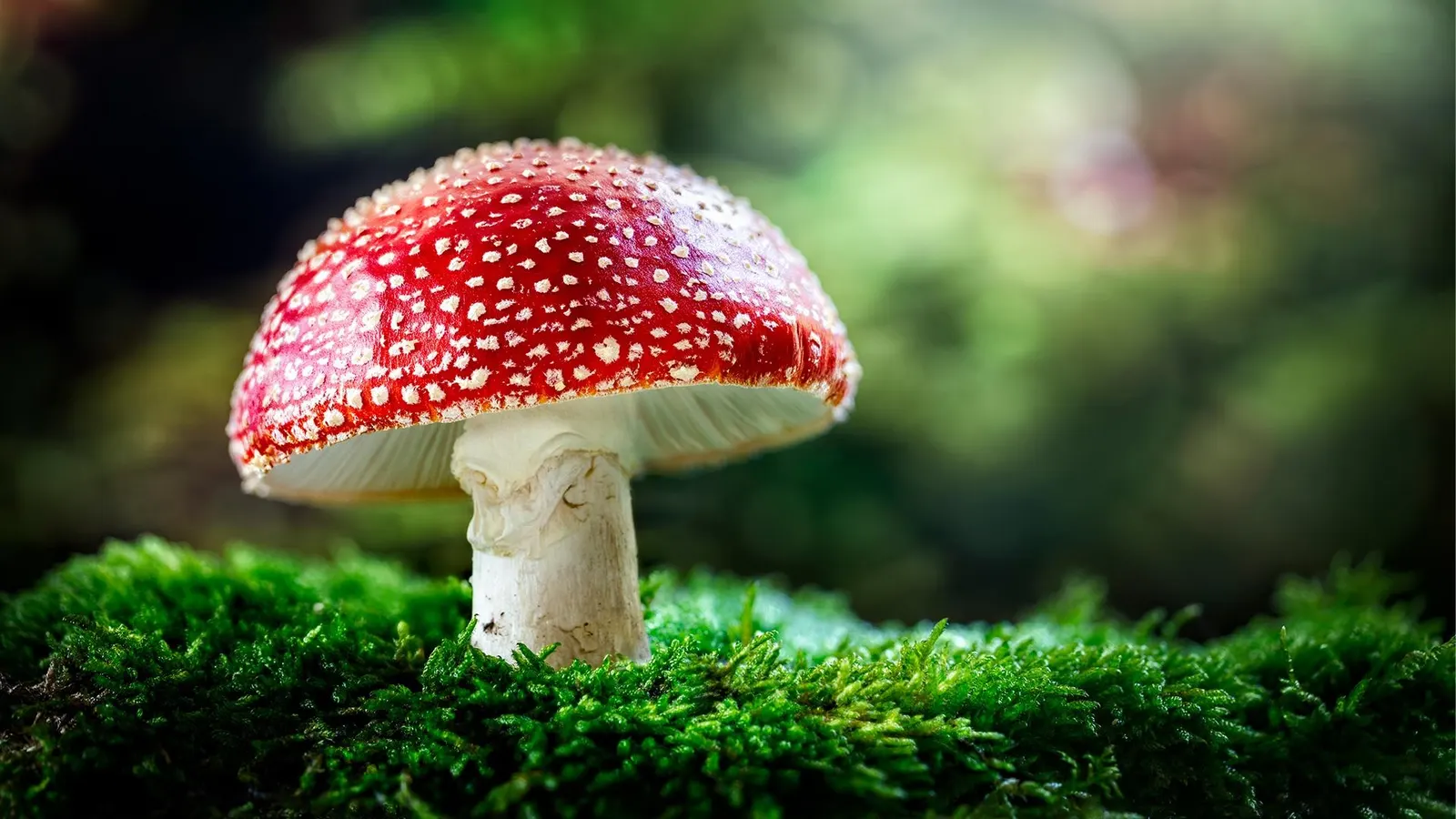 Amanita Mushroom Gummies: What to Know About Benefits, Safety, and Usage