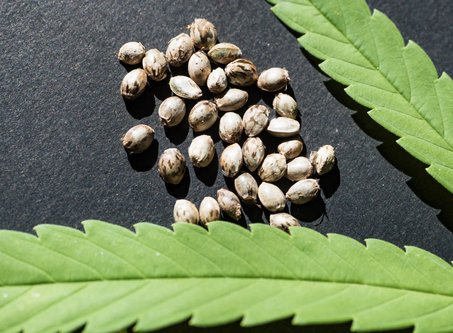 High-Quality Kratom Products in Chiang Mai